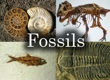 Fossils Song